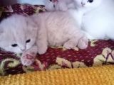 Yavru Kediler Scottish Fold