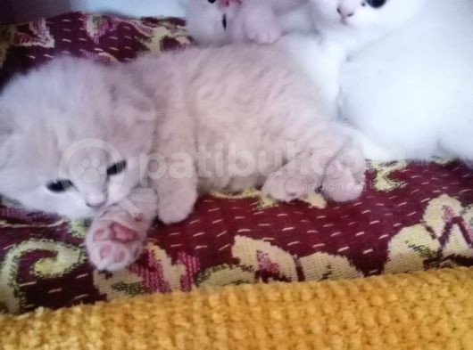 Yavru Kediler Scottish Fold görsel