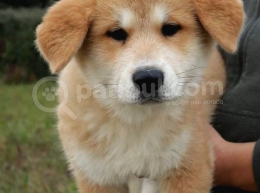 Akita İnu Yavrular