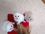 Yavru Kediler Scottish Fold