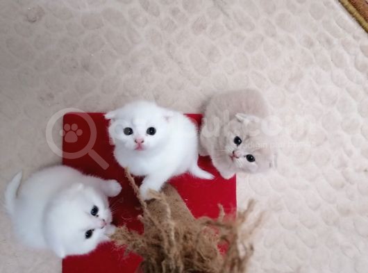 Yavru Kediler Scottish Fold görsel