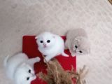 Yavru Kediler Scottish Fold