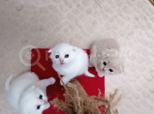 Yavru Kediler Scottish Fold