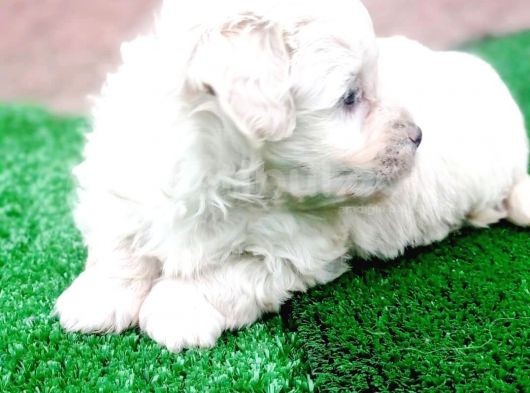 Maltesse Terrier Cinsi Yavrular görsel