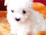 Maltesse Terrier Cinsi Yavrular
