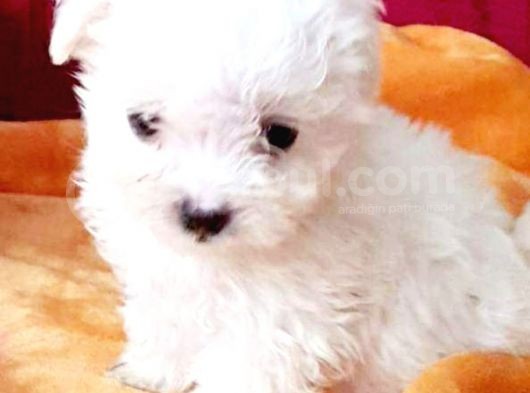 Maltesse Terrier Cinsi Yavrular