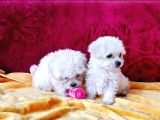 Maltesse Terrier Cinsi Sevecen Yavrularımız