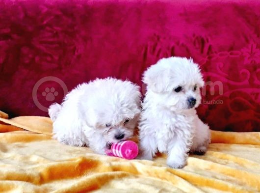 Maltesse Terrier Cinsi Sevecen Yavrularımız görsel