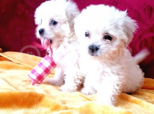 Maltesse Terrier Cinsi Sevecen Yavrularımız