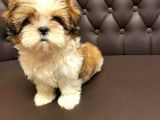 Morkie Cinsi Yavrular Şirin