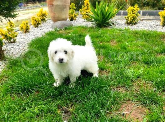 Maltesse Terrier Cinsi Güzel Yavrular