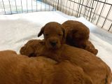Toy Poodle Yavrularimiz 16 Günlük Gözleri̇ni̇ Açtilar Rezerveye Hazirdir