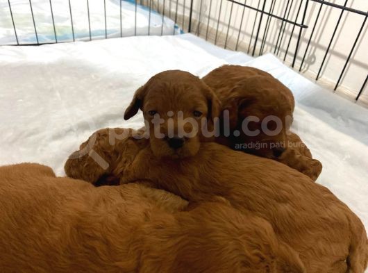 Toy Poodle Yavrularimiz 16 Günlük Gözleri̇ni̇ Açtilar Rezerveye Hazirdir görsel