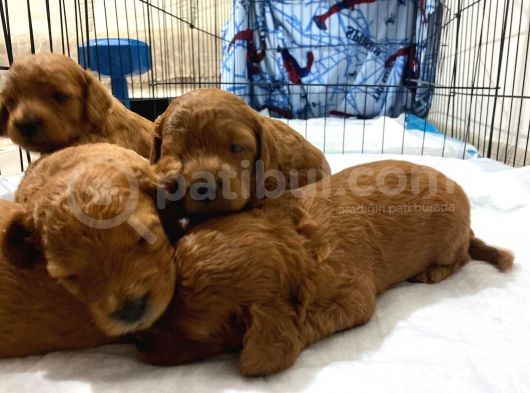 Toy Poodle Yavrularimiz 16 Günlük Gözleri̇ni̇ Açtilar Rezerveye Hazirdir görsel