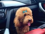 Toy Poodle Yavrularimiz 16 Günlük Gözleri̇ni̇ Açtilar Rezerveye Hazirdir