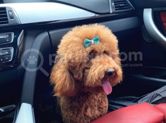 Toy Poodle Yavrularimiz 16 Günlük Gözleri̇ni̇ Açtilar Rezerveye Hazirdir görsel