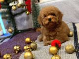Red Mi̇ni̇ Toy Poodle Yavrular