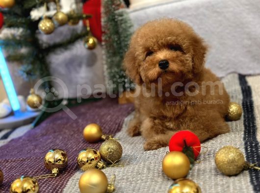 Red Mi̇ni̇ Toy Poodle Yavrular