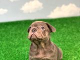 Exotic Blue Safkan French Bulldog