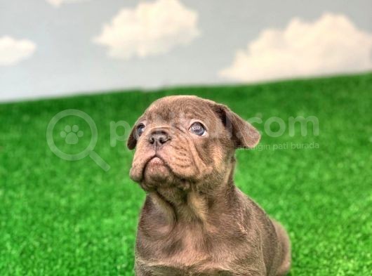 Exotic Blue Safkan French Bulldog