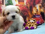 Sıfır Boy Fındık Burun Morkie