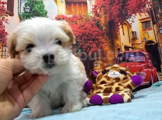Sıfır Boy Fındık Burun Morkie görsel