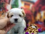 Sıfır Boy Fındık Burun Morkie
