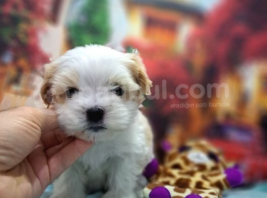 Sıfır Boy Fındık Burun Morkie