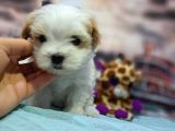 Sıfır Boy Fındık Burun Morkie