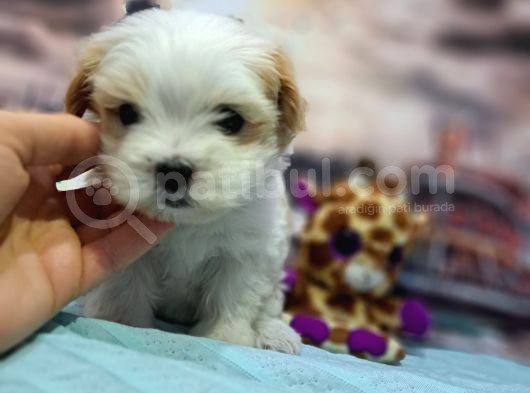 Sıfır Boy Fındık Burun Morkie görsel