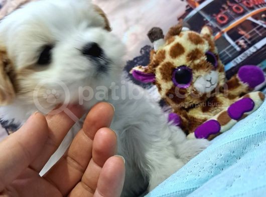 Sıfır Boy Fındık Burun Morkie görsel