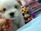 Sıfır Boy Fındık Burun Morkie