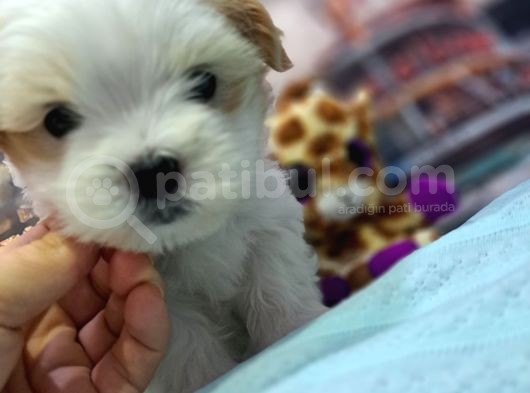 Sıfır Boy Fındık Burun Morkie görsel
