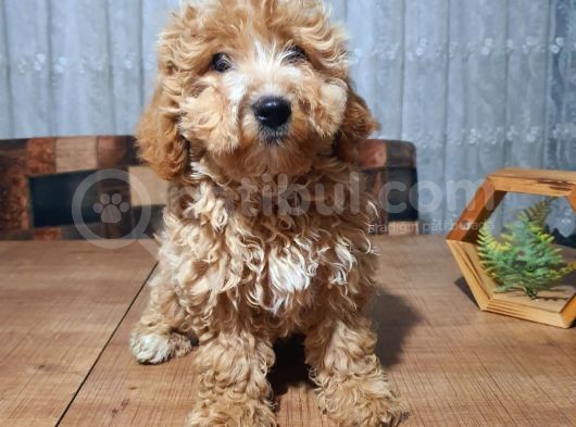 3.5 Aylık Erkek Aprikot Poodle görsel