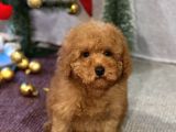 Red Mi̇ni̇ Toy Poodle Yavrular