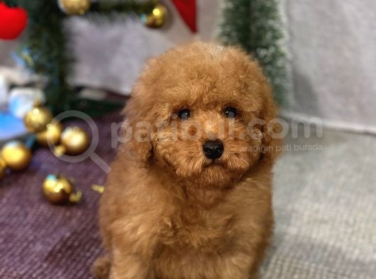 Red Mi̇ni̇ Toy Poodle Yavrular görsel