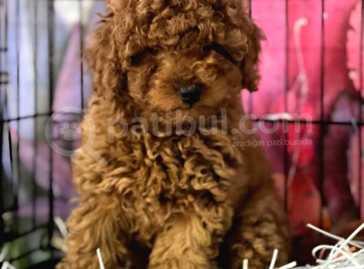 Orji̇nal Toy Poddle
