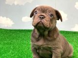 Exotic Blue Safkan French Bulldog