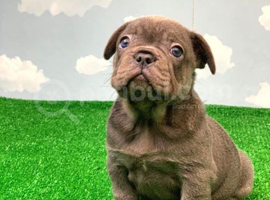 Exotic Blue Safkan French Bulldog görsel