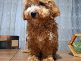 3.5 Aylık Erkek Aprikot Poodle