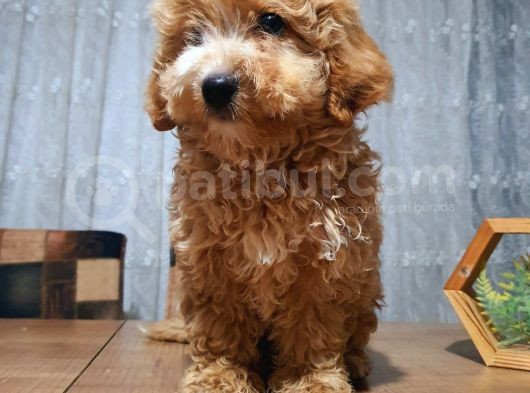 3.5 Aylık Erkek Aprikot Poodle görsel