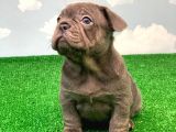 Exotic Blue Safkan French Bulldog
