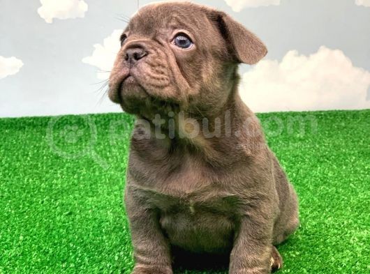 Exotic Blue Safkan French Bulldog görsel