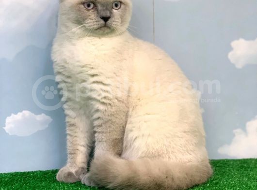 Safkan Tam Ayi Surat Bluepoi̇nt Scotti̇sh Fold Erkek görsel