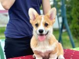 Turkiyede Tek Welsh Corgi Bebekler