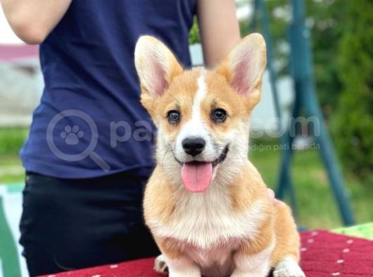 Turkiyede Tek Welsh Corgi Bebekler görsel