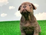 Exotic Blue Safkan French Bulldog
