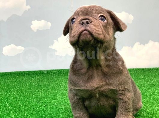 Exotic Blue Safkan French Bulldog görsel