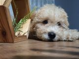 3.5 Aylık Erkek Minyatür Poodle