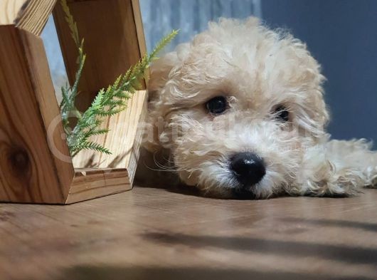 3.5 Aylık Erkek Minyatür Poodle görsel